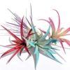Colored Air Plant Fun Pack - Set of 4 Tillandsia Live Plants, 4-8" Tall, Terrarium Mix - Image 1