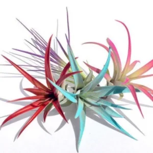 Colored Air Plant Fun Pack - Set of 4 Tillandsia Live Plants, 4-8