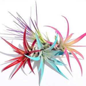 Colored Air Plant Fun Pack – Tillandsia Mix – 16 Live Plants – Red, Pink, Purple, Turquoise – 4-8 inch - Image 2