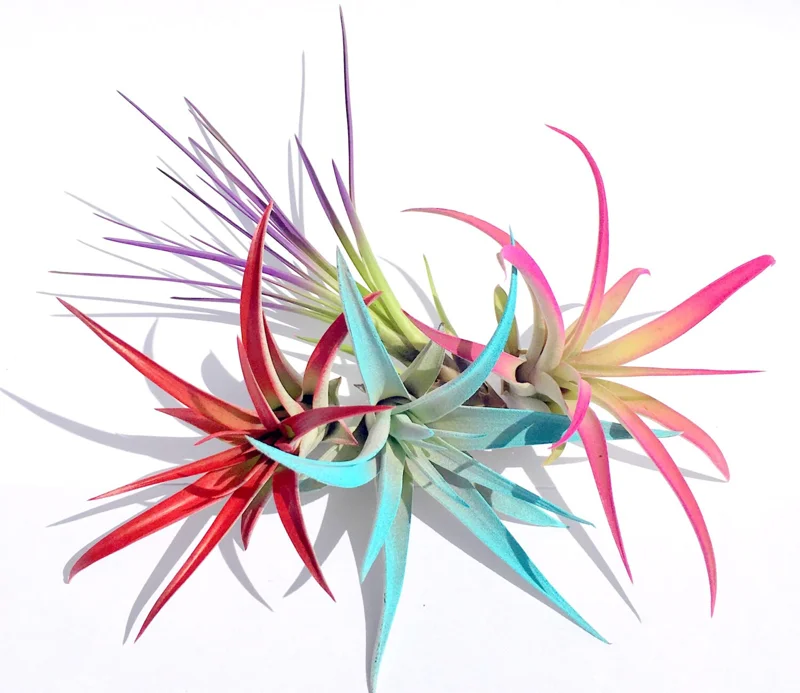 Colored Air Plant Fun Pack – Tillandsia Mix – 16 Live Plants – Red, Pink, Purple, Turquoise – 4-8 inch - Image 2