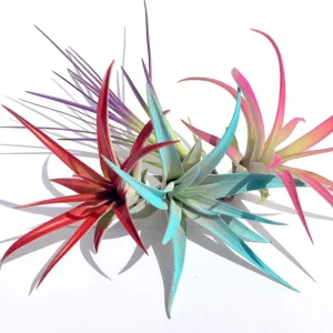 Colored Air Plant Fun Pack – Tillandsia Mix – 16 Live Plants – Red, Pink, Purple, Turquoise – 4-8 inch - Image 1