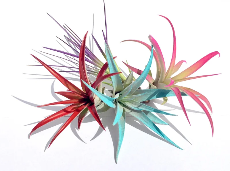 Colored Air Plant Fun Pack – Tillandsia Mix – 16 Live Plants – Red, Pink, Purple, Turquoise – 4-8 inch - Image 1