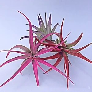 Colored Air Plant Fun Pack: Tillandsia Mix of 3, pink, purple, red - Image 2