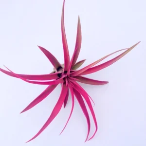 Colored Air Plant Fun Pack: Tillandsia Mix of 3, pink, purple, red - Image 3