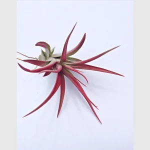 Colored Air Plant Fun Pack: Tillandsia Mix of 3, pink, purple, red - Image 4