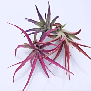 Colored Air Plant Fun Pack: Tillandsia Mix of 3, pink, purple, red - Image 1