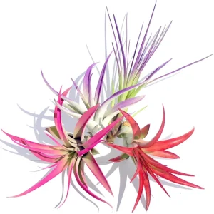Colorful Air Plant Fun Pack - 4 Tillandsia Mix Live Plants for Terrariums, 4-8 Inch - Image 2