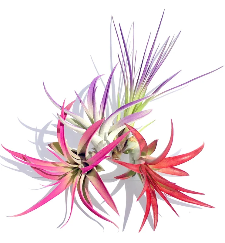 Colorful Air Plant Fun Pack - 4 Tillandsia Mix Live Plants for Terrariums, 4-8 Inch - Image 2