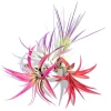 Colorful Air Plant Fun Pack - 4 Tillandsia Mix Live Plants for Terrariums, 4-8 Inch - Image 1