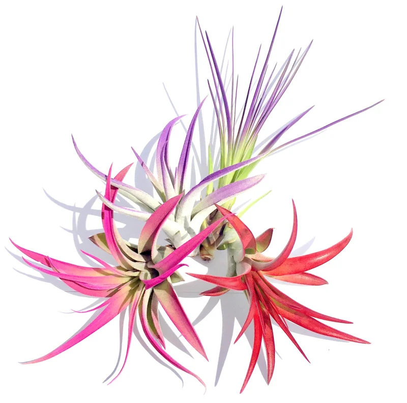 Colorful Air Plant Fun Pack - 4 Tillandsia Mix Live Plants for Terrariums, 4-8 Inch - Image 1