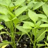 Compadre Chili Live Plants - Super Hot Pepper (Set of 3) for Hot Pepper Garden - Image 1