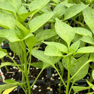 Compadre Chili Live Plants - Super Hot Pepper (Set of 3) for Hot Pepper Garden - Image 1
