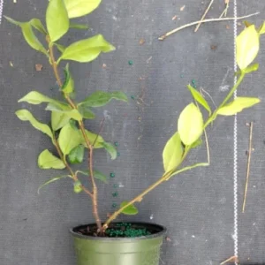 Confederate Star Jasmine Live Plant – Fragrant Evergreen Vine – 4 inch Pot – Indoor/Outdoor - Image 2