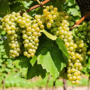 Cotton Candy Grape Live Plant - Vitis vinifera Vine - 5-8