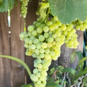 Cotton Candy Grape Live Plant - Vitis vinifera Vine - 5-8