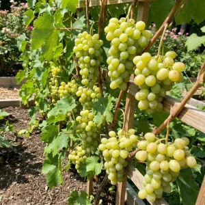 Cotton Candy Grape Live Plant - Vitis vinifera Vine - 5-8