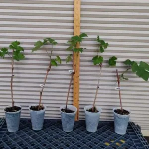 Cotton Candy Grape Live Plant - Vitis vinifera Vine - 5-8