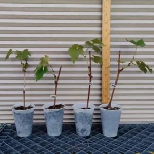 Cotton Candy Grape Live Plant - Vitis vinifera Vine - 5-8