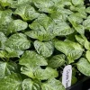Coyote Zan White Super Hot Chili Live Plants - 3 Pack, 4-8 inches, Outdoor - Image 1