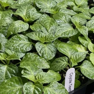 Coyote Zan White Super Hot Chili Live Plants - 3 Pack, 4-8 inches, Outdoor - Image 1