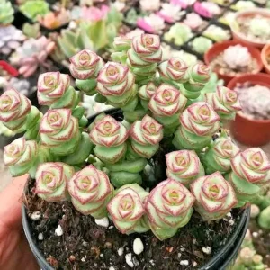 Crassula Jade Necklace Succulent Seeds - 25 Seeds Pack - Indoor/Outdoor - Image 2