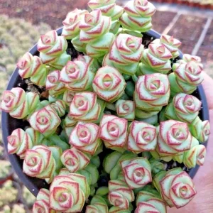 Crassula Jade Necklace Succulent Seeds - 25 Seeds Pack - Indoor/Outdoor - Image 3