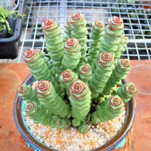 Crassula Jade Necklace Succulent Seeds - 25 Seeds Pack - Indoor/Outdoor - Image 4