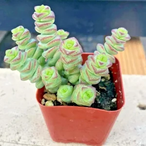 Crassula Jade Necklace Succulent Seeds - 25 Seeds Pack - Indoor/Outdoor - Image 5