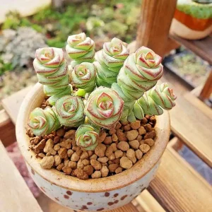 Crassula Jade Necklace Succulent Seeds - 25 Seeds Pack - Indoor/Outdoor - Image 6