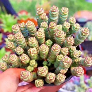Crassula Jade Necklace Succulent Seeds - 25 Seeds Pack - Indoor/Outdoor - Image 1