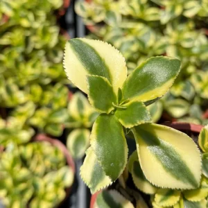 Crassula Sarmentosa Comet Variegated Succulent Live Plant 4 Inch Pot Indoor - Image 2