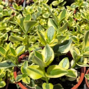 Crassula Sarmentosa Comet Variegated Succulent Live Plant 4 Inch Pot Indoor - Image 3