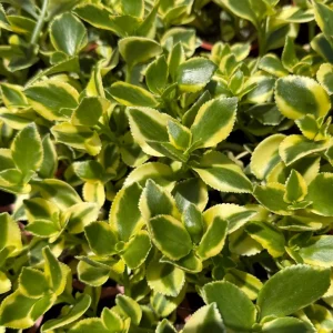 Crassula Sarmentosa Comet Variegated Succulent Live Plant 4 Inch Pot Indoor - Image 4