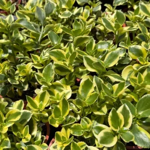 Crassula Sarmentosa Comet Variegated Succulent Live Plant 4 Inch Pot Indoor - Image 5