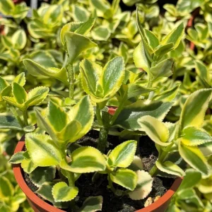 Crassula Sarmentosa Comet Variegated Succulent Live Plant 4 Inch Pot Indoor - Image 1
