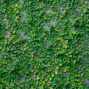 Creeping Fig Live Plants - Ficus pumila Climbing Vine (2-Pack, 5-9 in tall) - Image 2