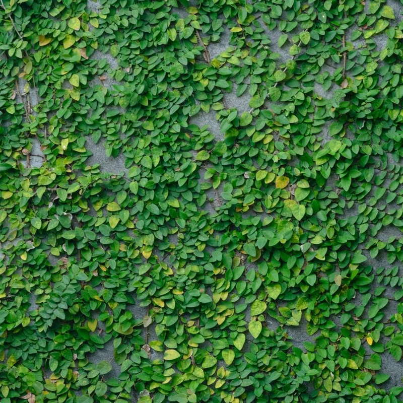 Creeping Fig Live Plants - Ficus pumila Climbing Vine (2-Pack, 5-9 in tall) - Image 2