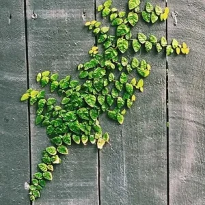 Creeping Fig Live Plants - Ficus pumila Climbing Vine (2-Pack, 5-9 in tall) - Image 3