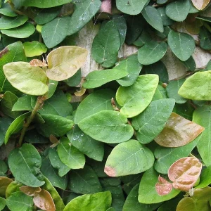 Creeping Fig Live Plants - Ficus pumila Climbing Vine (2-Pack, 5-9 in tall) - Image 4