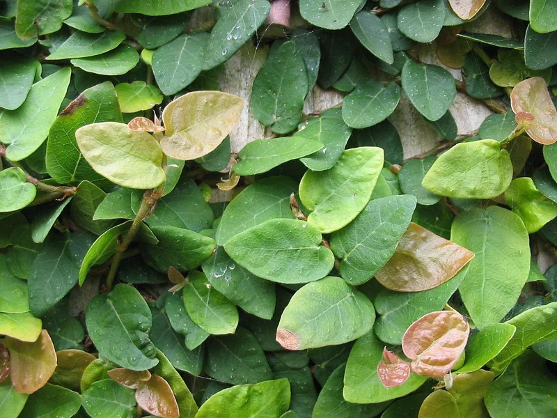 Creeping Fig Live Plants - Ficus pumila Climbing Vine (2-Pack, 5-9 in tall) - Image 4