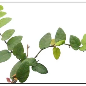 Creeping Fig Live Plants - Ficus pumila Climbing Vine (2-Pack, 5-9 in tall) - Image 5