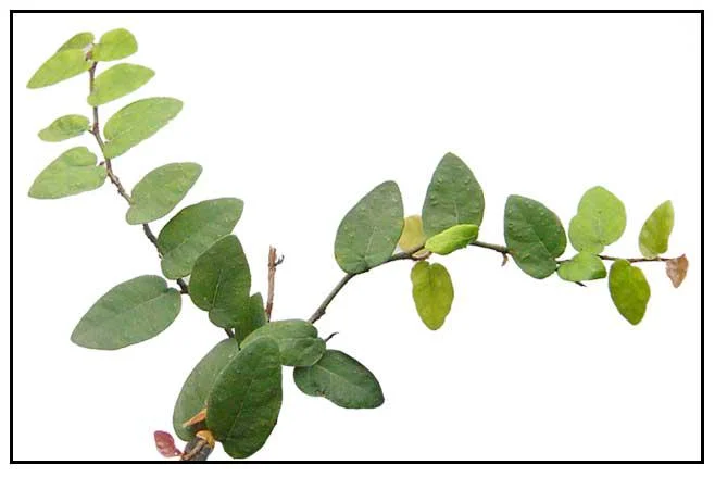 Creeping Fig Live Plants - Ficus pumila Climbing Vine (2-Pack, 5-9 in tall) - Image 5