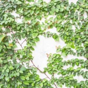 Creeping Fig Live Plants - Ficus pumila Climbing Vine (2-Pack, 5-9 in tall) - Image 6