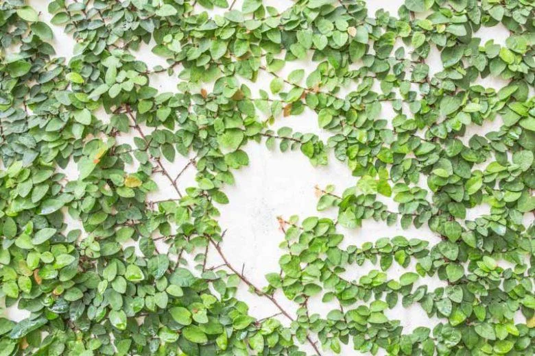 Creeping Fig Live Plants - Ficus pumila Climbing Vine (2-Pack, 5-9 in tall) - Image 6
