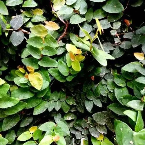 Creeping Fig Live Plants - Ficus pumila Climbing Vine (2-Pack, 5-9 in tall) - Image 7