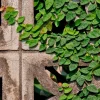 Creeping Fig Live Plants - Ficus pumila Climbing Vine (2-Pack, 5-9 in tall) - Image 1