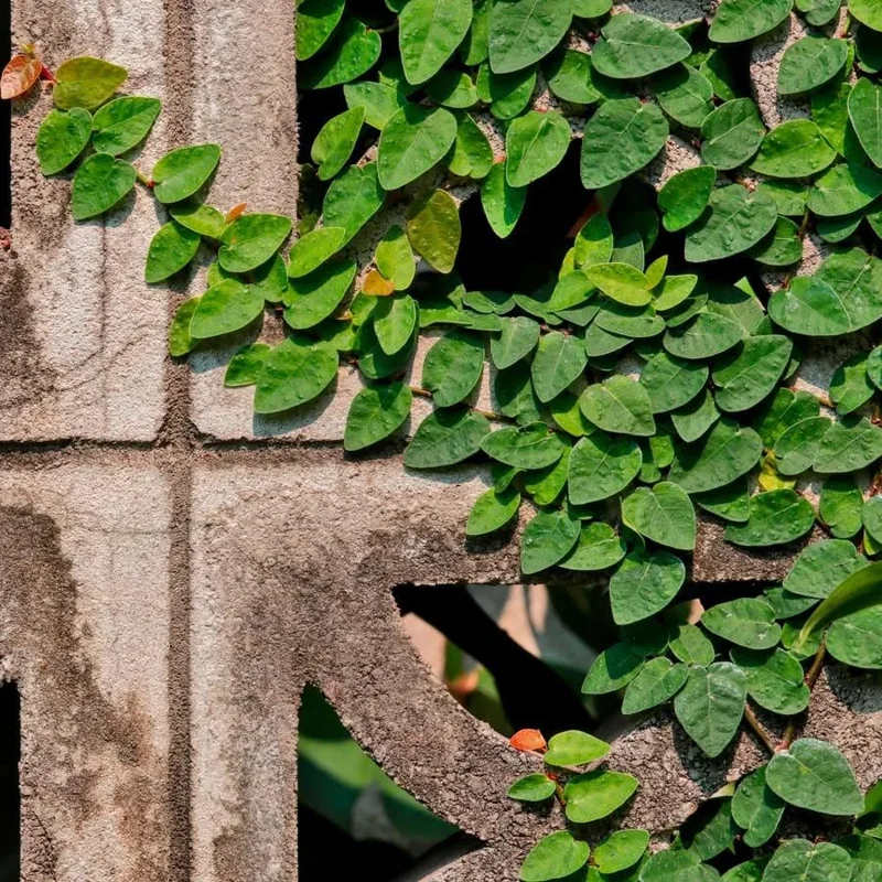 Creeping Fig Live Plants - Ficus pumila Climbing Vine (2-Pack, 5-9 in tall) - Image 1
