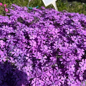 Creeping Phlox Live Plant Plugs - Colorful Groundcover for Rock Gardens & Edging - Image 2
