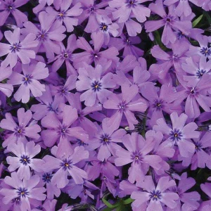 Creeping Phlox Live Plant Plugs - Colorful Groundcover for Rock Gardens & Edging - Image 6