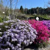 Creeping Phlox Live Plant Plugs - Colorful Groundcover for Rock Gardens & Edging - Image 1